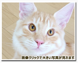 ノルウェージャンフォレストキャット