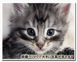 ノルウェージャンフォレストキャット