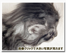 ノルウェージャンフォレストキャット