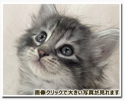 ノルウェージャンフォレストキャット