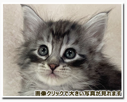 ノルウェージャンフォレストキャット