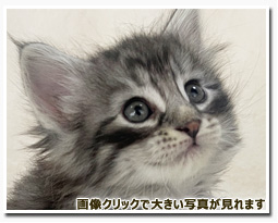 ノルウェージャンフォレストキャット