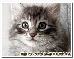 ノルウェージャンフォレストキャット