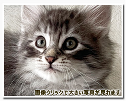 ノルウェージャンフォレストキャット