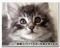 ノルウェージャンフォレストキャット