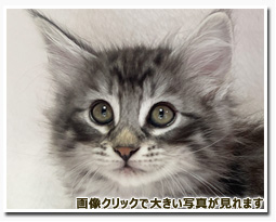 ノルウェージャンフォレストキャット