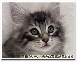 ノルウェージャンフォレストキャット