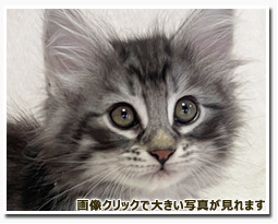 ノルウェージャンフォレストキャット