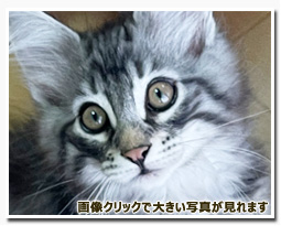 ノルウェージャンフォレストキャット