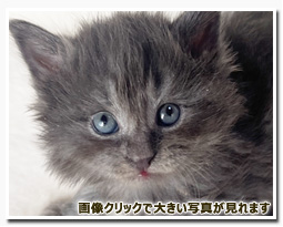 ノルウェージャンフォレストキャット