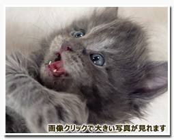 ノルウェージャンフォレストキャット