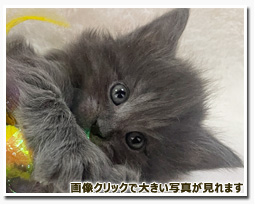 ノルウェージャンフォレストキャット