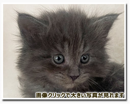 ノルウェージャンフォレストキャット