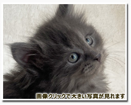 ノルウェージャンフォレストキャット