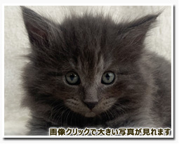 ノルウェージャンフォレストキャット