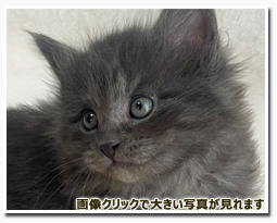 ノルウェージャンフォレストキャット