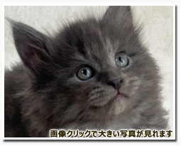 ノルウェージャンフォレストキャット