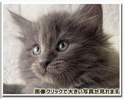 ノルウェージャンフォレストキャット