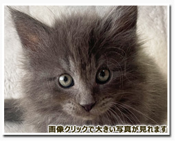 ノルウェージャンフォレストキャット