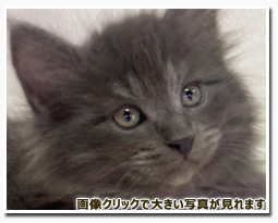 ノルウェージャンフォレストキャット