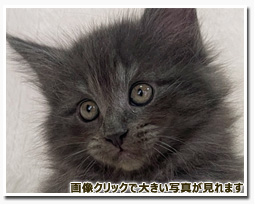 ノルウェージャンフォレストキャット