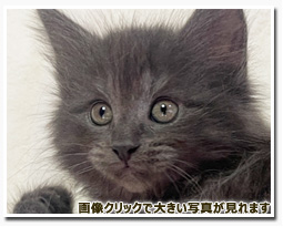 ノルウェージャンフォレストキャット