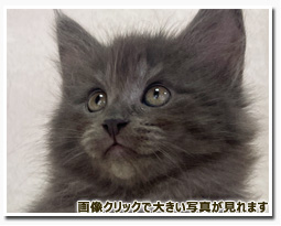 ノルウェージャンフォレストキャット