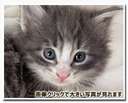 ノルウェージャンフォレストキャット