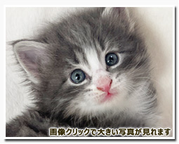 ノルウェージャンフォレストキャット