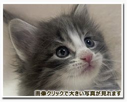 ノルウェージャンフォレストキャット