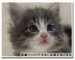 ノルウェージャンフォレストキャット