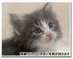 ノルウェージャンフォレストキャット