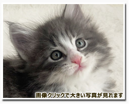 ノルウェージャンフォレストキャット