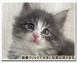 ノルウェージャンフォレストキャット