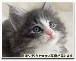 ノルウェージャンフォレストキャット