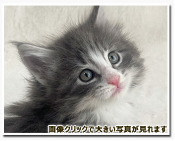 ノルウェージャンフォレストキャット