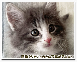 ノルウェージャンフォレストキャット