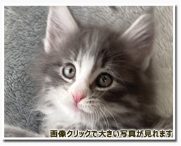 ノルウェージャンフォレストキャット