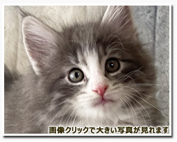 ノルウェージャンフォレストキャット