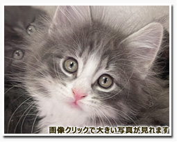 ノルウェージャンフォレストキャット