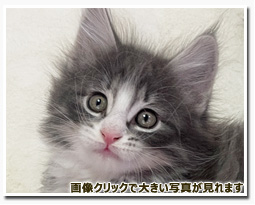 ノルウェージャンフォレストキャット