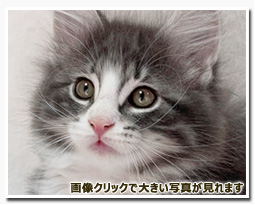 ノルウェージャンフォレストキャット