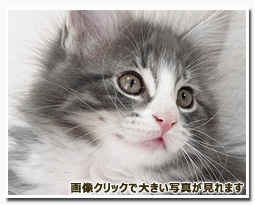 ノルウェージャンフォレストキャット