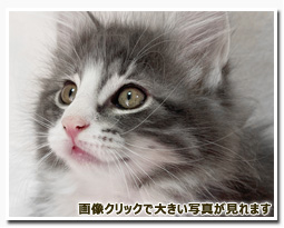 ノルウェージャンフォレストキャット