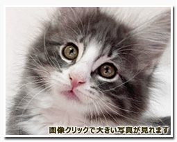 ノルウェージャンフォレストキャット