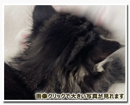 ノルウェージャンフォレストキャット