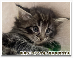 ノルウェージャンフォレストキャット