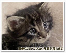 ノルウェージャンフォレストキャット