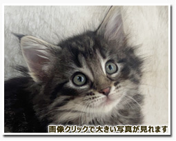 ノルウェージャンフォレストキャット