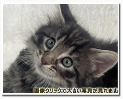 ノルウェージャンフォレストキャット